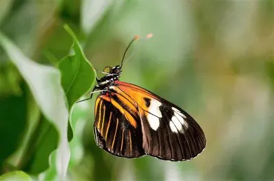 פאזל של natural