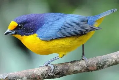 natural