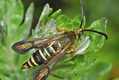 Bembecia ichneumoniformis
