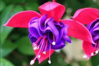 fuchsia