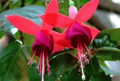 fuchsia jigsaw puzzle