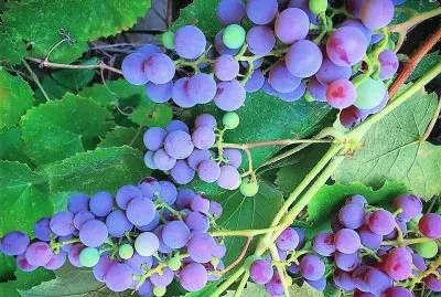frutas