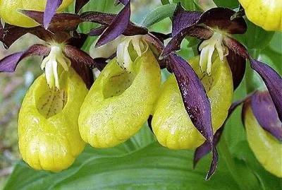 פאזל של natural