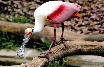 פאזל של natural