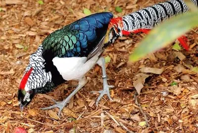 פאזל של natural