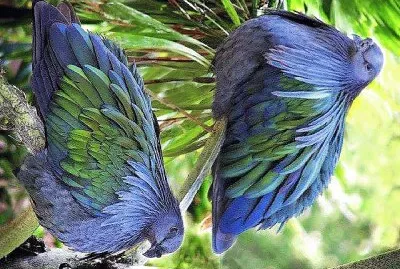 פאזל של natural