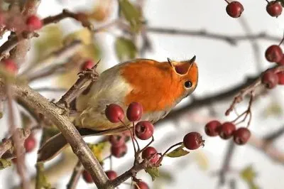 פאזל של natural