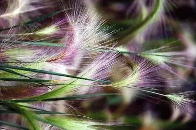 פאזל של natural