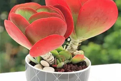natural