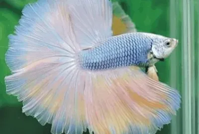 Fish
