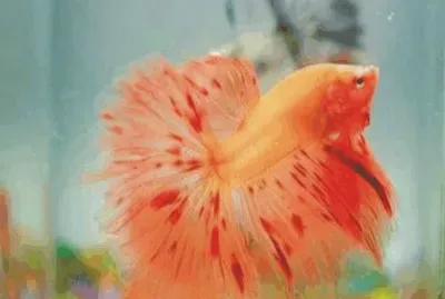 Fish