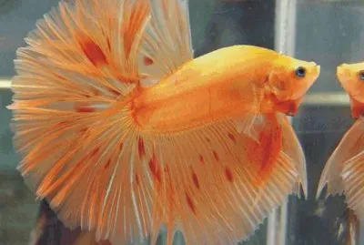 Fish