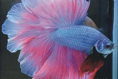 Fish