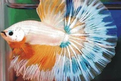 Fish