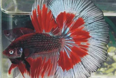 Fish