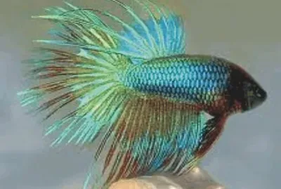 Fish
