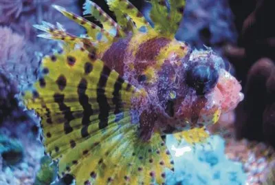 Fish