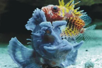 Fish