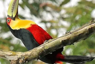 פאזל של natural