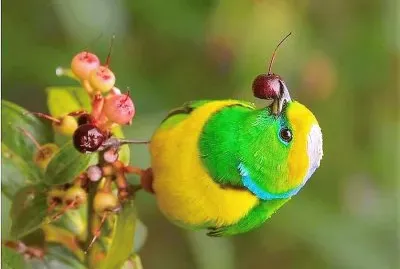 natural