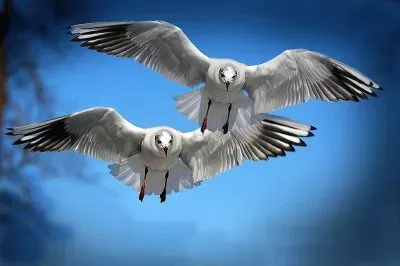 natural