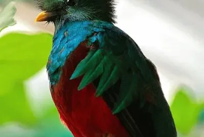 natural