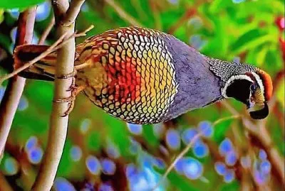 פאזל של natural