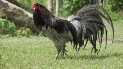 פאזל של gallo