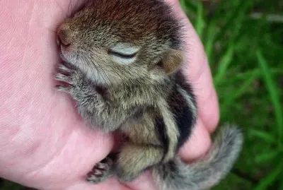 פאזל של natural