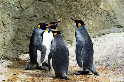 פאזל של natural