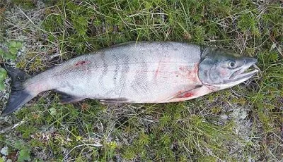 Salmone keta jigsaw puzzle