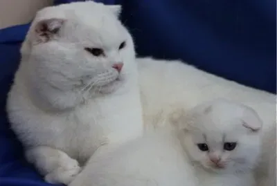 Scottish fold withe