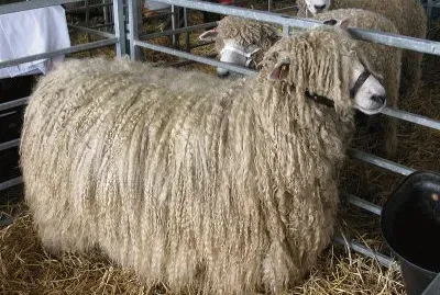 פאזל של Lincoln