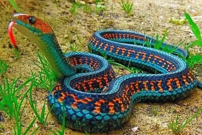 פאזל של serpiente