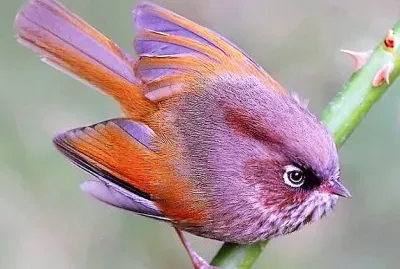 פאזל של natural