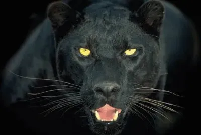 פאזל של felino