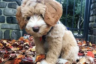 פאזל של natural