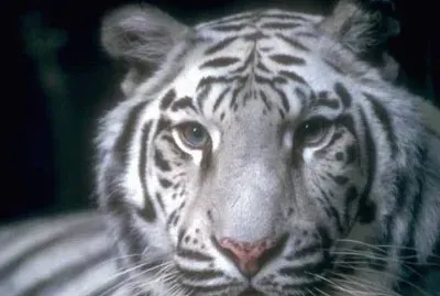 פאזל של tigre