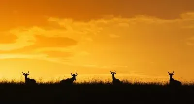 פאזל של Nature