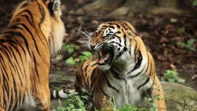 פאזל של Tigers