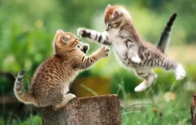 פאזל של Kids Tigers