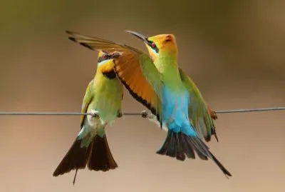 Hummingbird