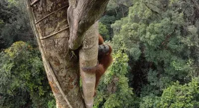 Orangutan