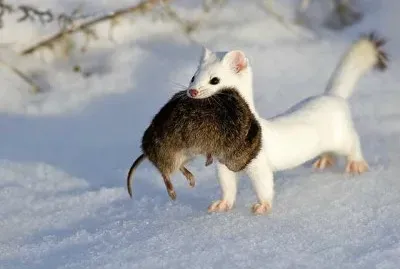Animal