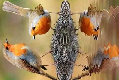 פאזל של natural