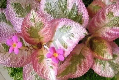 flores