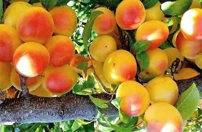 פאזל של frutas