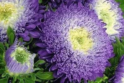 flores