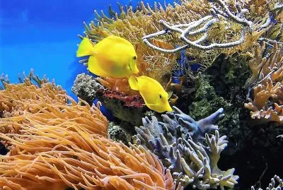 natural jigsaw puzzle