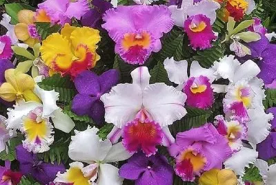 flores